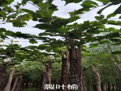 裂葉榆基地直銷,2017年價(jià)格參考