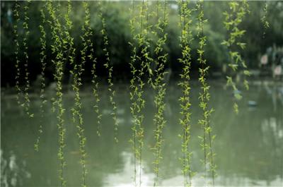 垂柳應(yīng)該要怎么進(jìn)行修剪? 需要注意哪里事項(xiàng)?