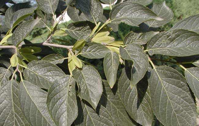 杜仲的種植養護技術