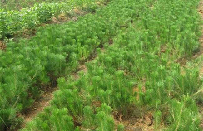 油松的種植技術
