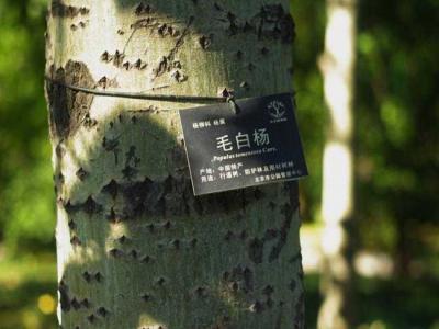 什么叫毛白楊?毛白楊有哪些特點?