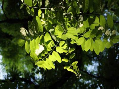 槐樹都有哪些品種?