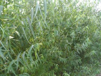 垂柳的市場價(jià)格是多少?