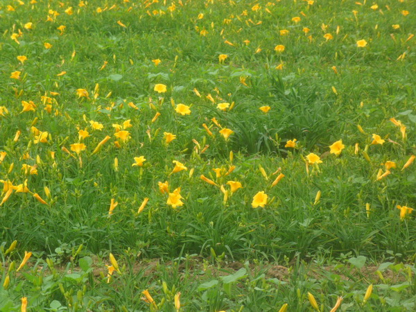 金娃娃萱草圖片