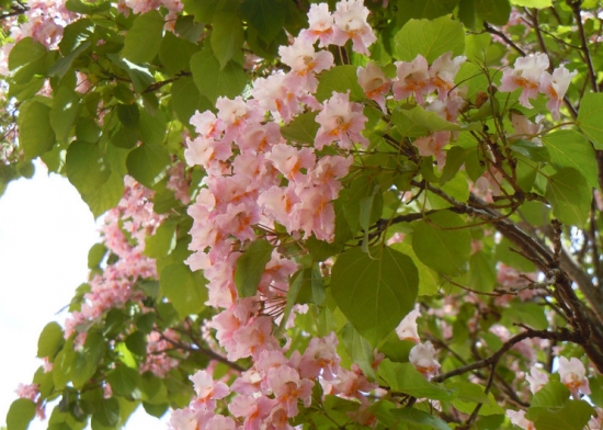 楸樹的養(yǎng)殖方法及注意事項 楸樹的養(yǎng)殖方法及注意事項