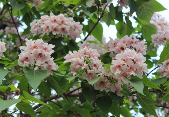 楸樹的養(yǎng)殖方法及注意事項 楸樹的養(yǎng)殖方法及注意事項