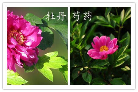 辨別方法三:看葉子 辨別方法三:看葉子