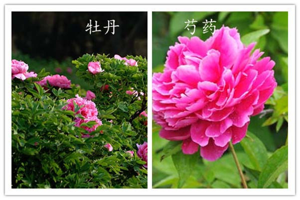怎么辨別芍藥與牡丹 怎么辨別芍藥與牡丹