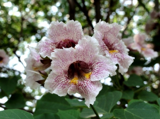 楸樹的養(yǎng)殖方法及注意事項 楸樹的養(yǎng)殖方法及注意事項