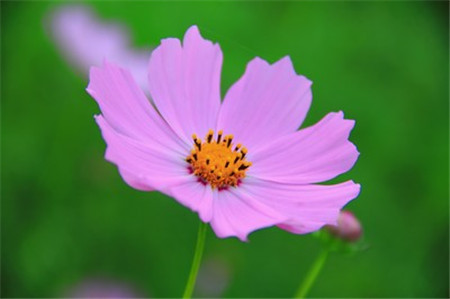 波斯菊和格桑花到底有什么區別 波斯菊和格桑花到底有什么區別