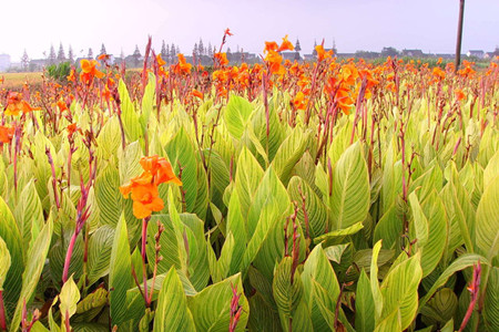 美人蕉的作用 美人蕉的作用