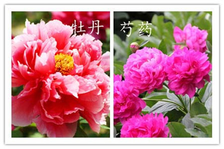 辨別方法二:看花型 辨別方法二:看花型