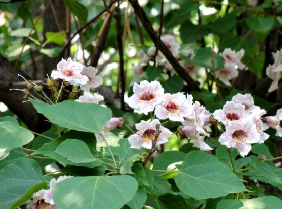 楸樹的養(yǎng)殖方法及注意事項 楸樹的養(yǎng)殖方法及注意事項