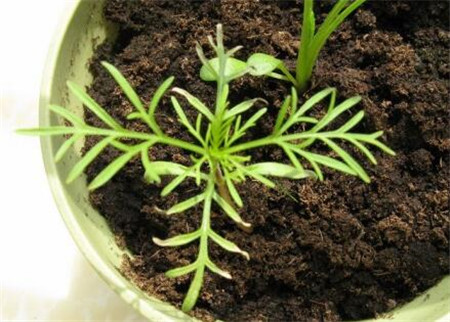 波斯菊種子怎么種 波斯菊種子怎么種