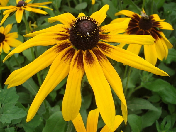 黑心菊圖片 黑心菊圖片