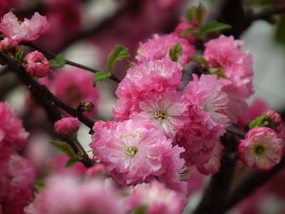 榆葉梅都有哪些品種？