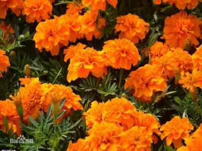 爽朗活潑的孔雀草，居然被向日葵搶去了本名！