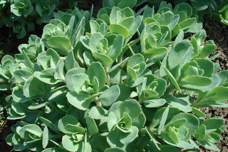 陽光下的八寶景天 陽光下的八寶景天