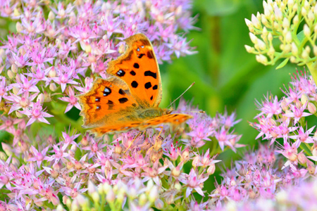開花的八寶景天 開花的八寶景天