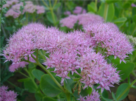 花型區分 花型區分