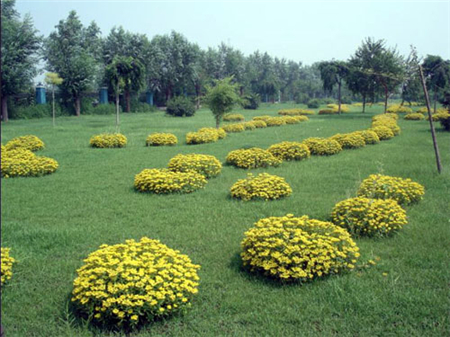 花色區分 花色區分