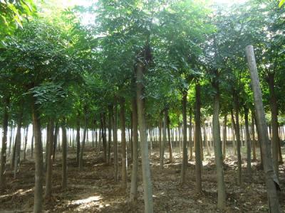 欒樹多少錢一棵?