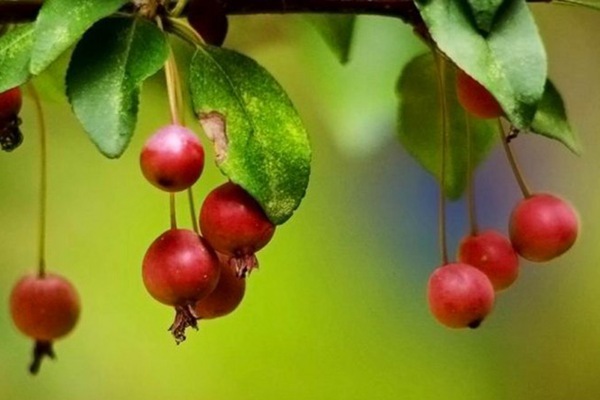 1542244372818080.jpg 垂絲海棠果