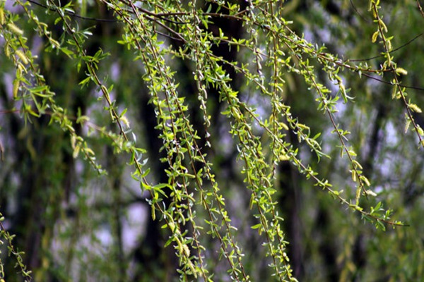 1552572130173202.jpg 金絲垂柳和垂柳之間的區別