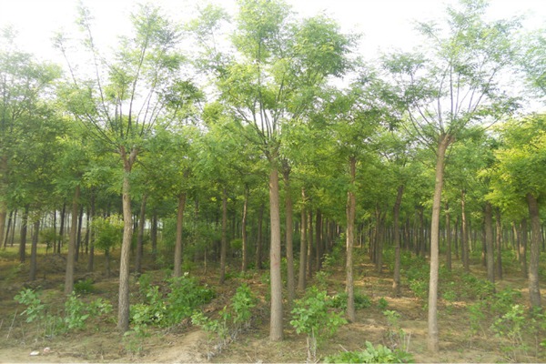 1553174861356834.jpg 3公分國(guó)槐樹(shù)苗最新報(bào)價(jià)