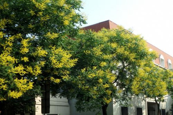 1553866352957377.jpg 欒樹什么時候開花,花期多久