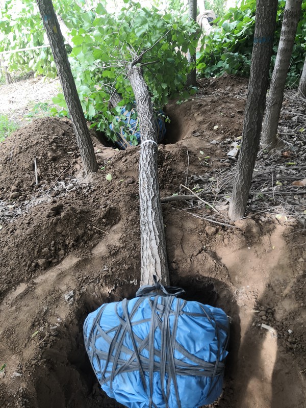 <a href=http://www.y879.cn/lvhuamiaomu/42.html target=_blank class=infotextkey>裂葉榆</a> 裂葉榆