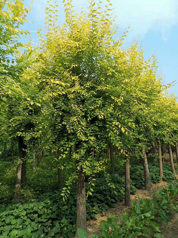 金葉榆照片 金葉榆照片