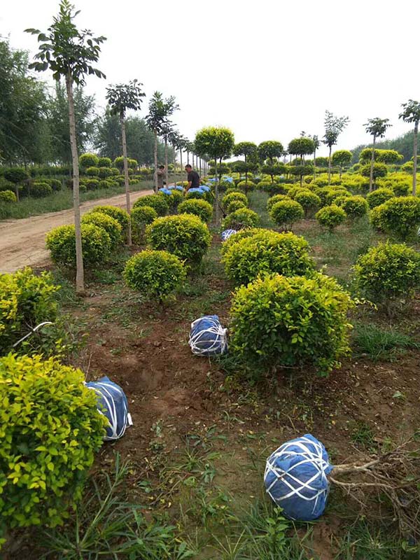 金葉榆球起苗 金葉榆球起苗