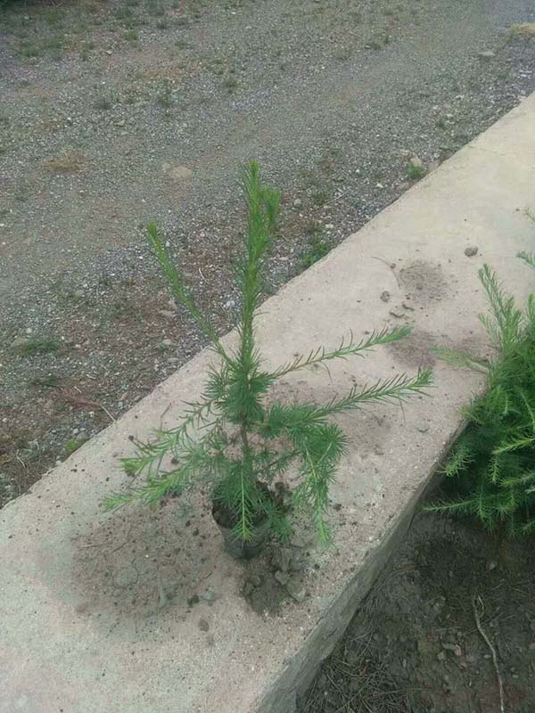 落葉松杯苗細(xì)節(jié)圖 落葉松杯苗細(xì)節(jié)圖