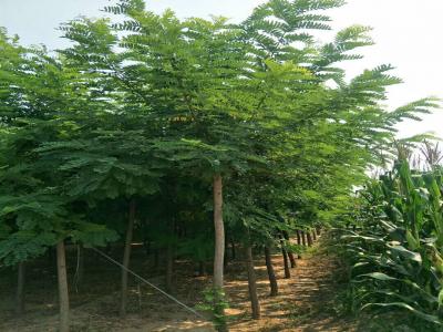 刺槐樹和洋槐樹有什么區(qū)別?是一種樹嗎?