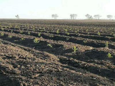 落葉松的苗床該怎樣管理,注意這些,輕松管理好!