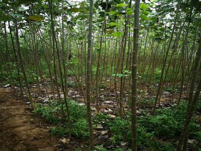 楊樹的特點有哪些?看完就懂了!