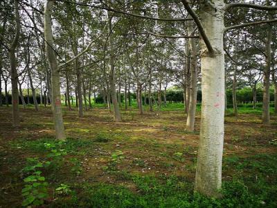 楊樹繁殖方式有哪些?咱們種樹的必須知道的楊樹繁殖方式哦!