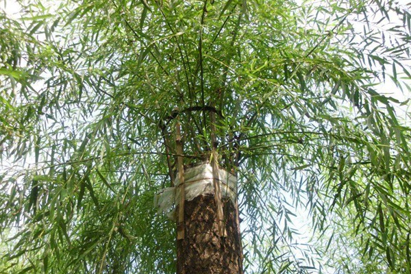 嫁接垂柳相對于原生垂柳有哪些優勢？