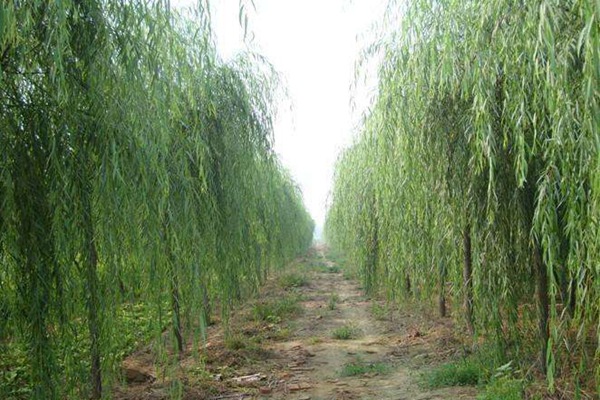 嫁接垂柳相對于原生垂柳有哪些優勢？