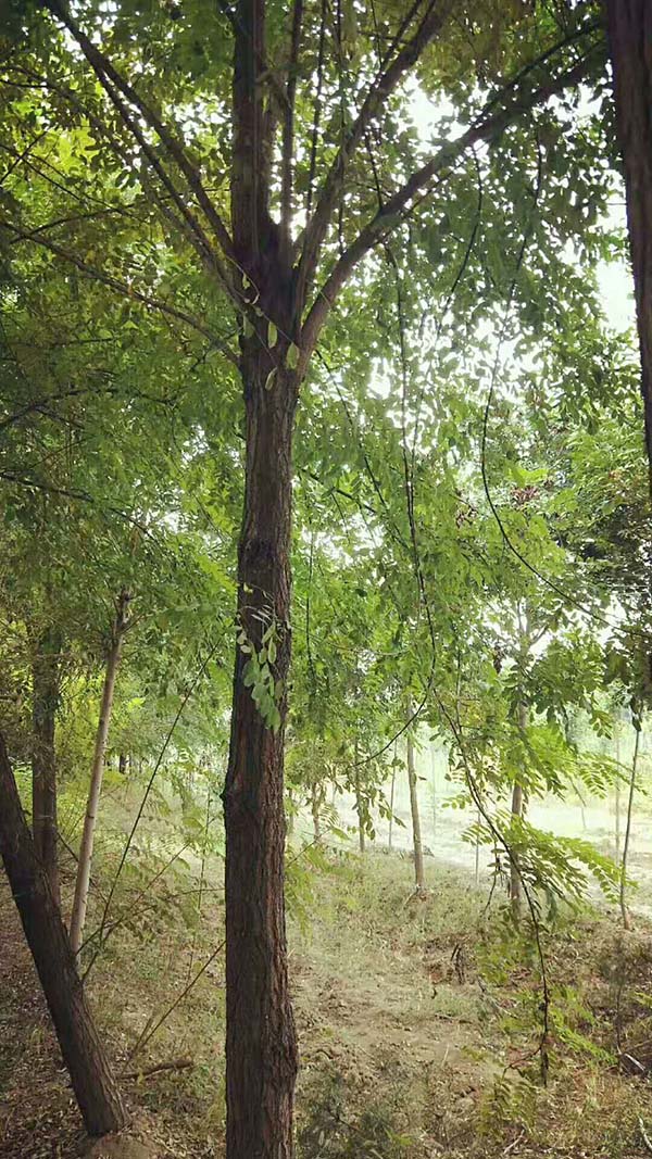 平頭刺槐 平頭刺槐