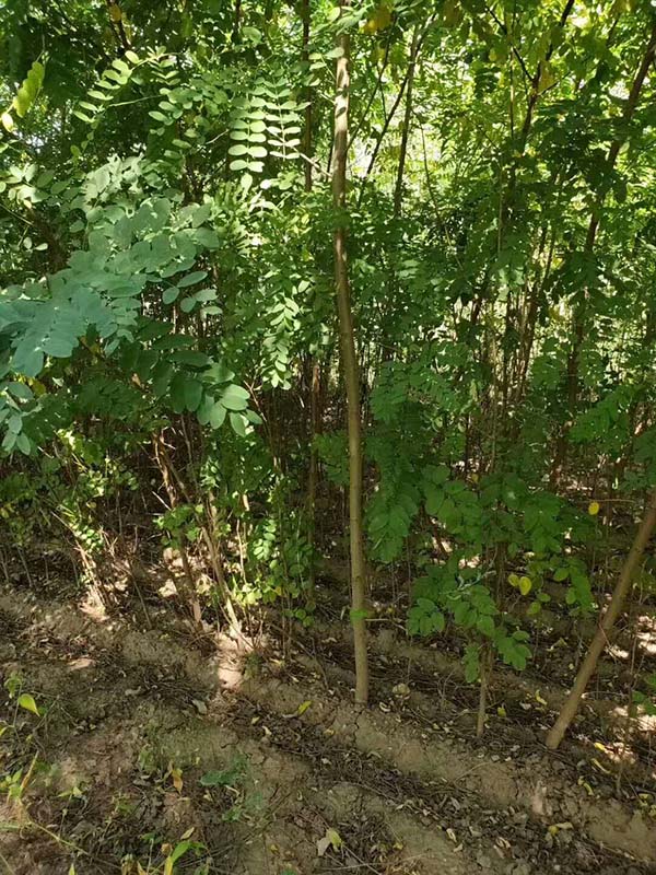 刺槐小苗 刺槐小苗