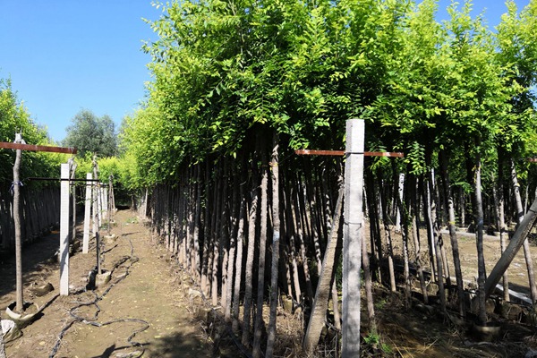 1570366395147054.jpg 直供:金葉榆容器苗價格合理規格齊全