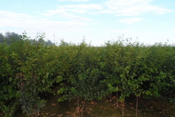 1570791280698995.jpg 山杏苗木市場行情以及最新價格