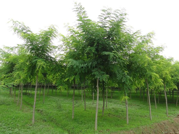 1570791421560568.jpg 國槐價格表最新報價