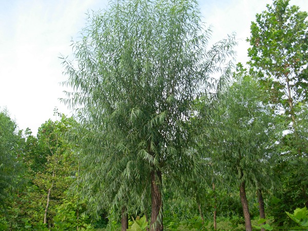 1570791749129292.jpg 國內10公分饅頭柳最新價格