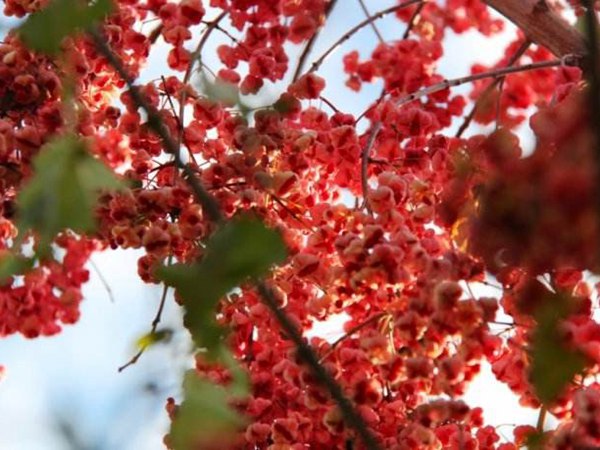 1570791893688089.jpg 絲棉木最新價(jià)格表,多少錢一棵