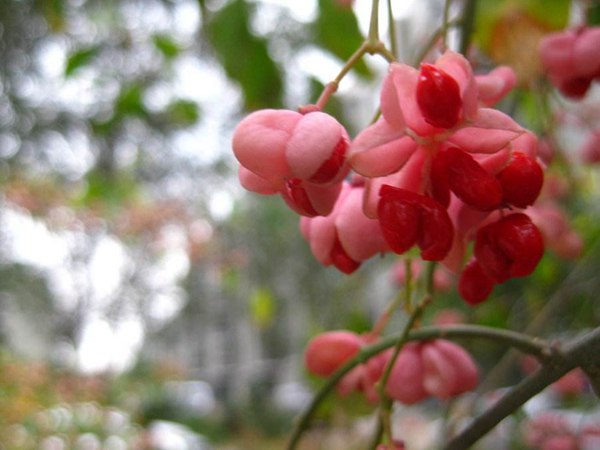 1570791901958369.jpg 絲棉木最新價(jià)格表,多少錢一棵