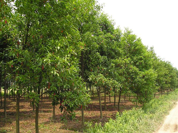 1570791909853843.jpg 絲棉木最新價(jià)格表,多少錢一棵