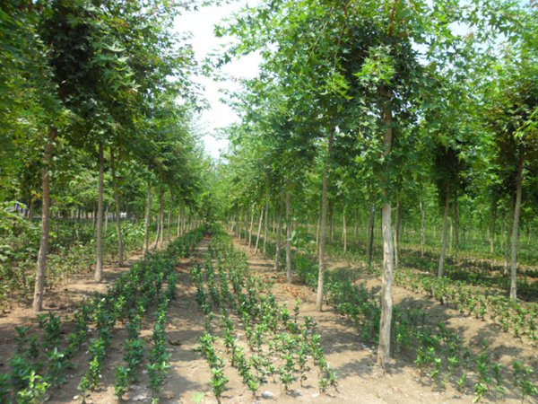 1570793672574809.jpg 五角楓樹苗哪家好,優勢有哪些